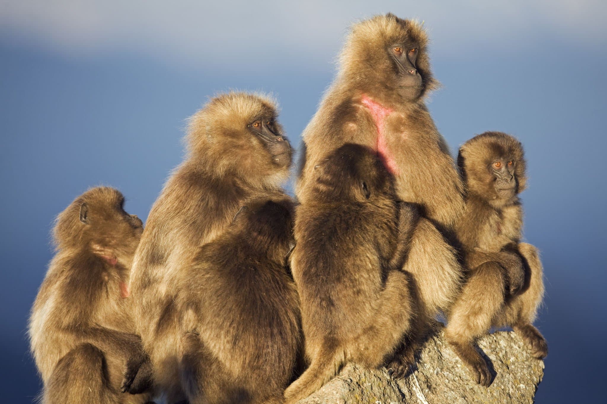 Wildlife & Environmental Stories